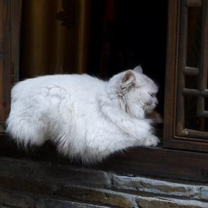 日本巨茎胖熊GV网站anime
